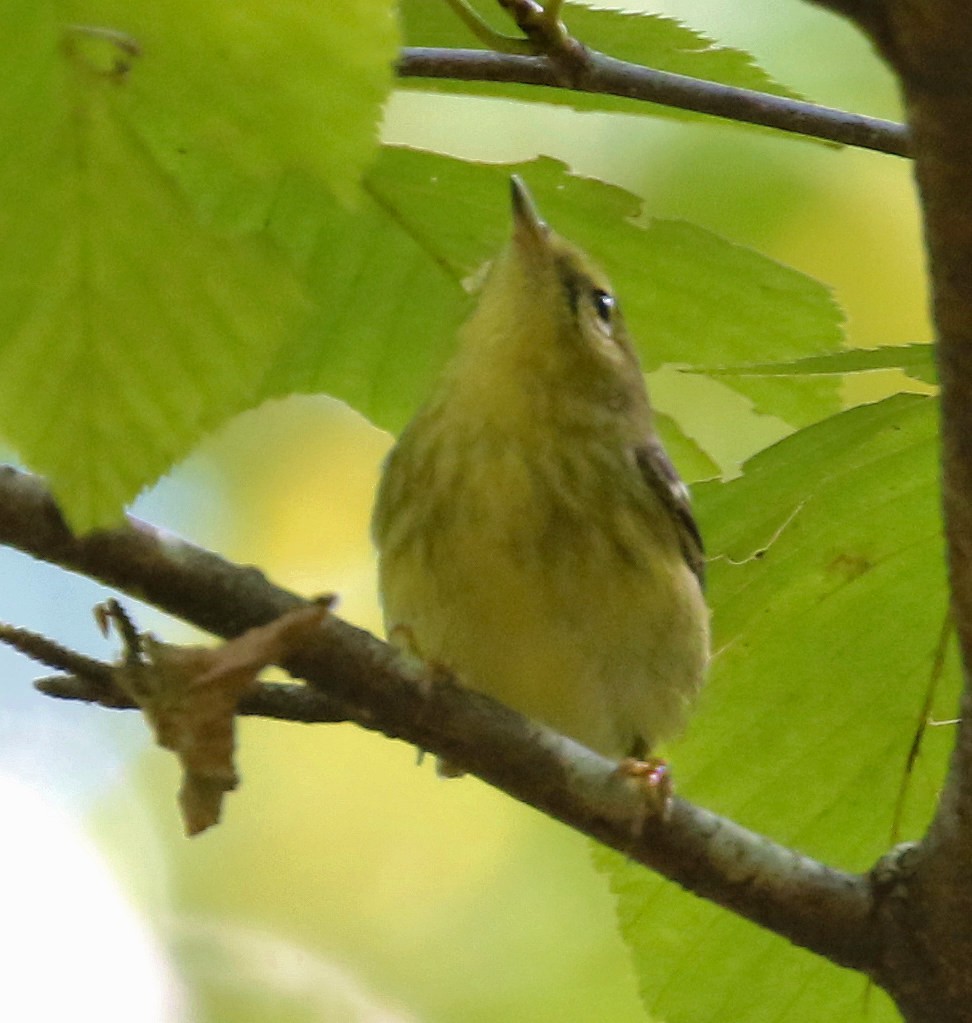 Paruline rayée - ML609583288