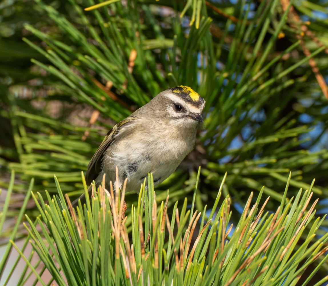 Roitelet à couronne dorée - ML609583336