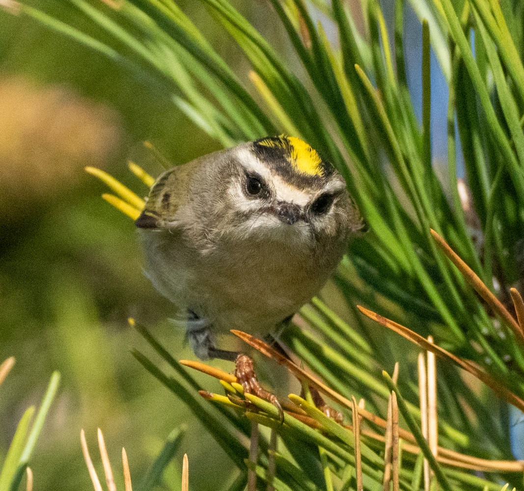 Golden-crowned Kinglet - ML609583342