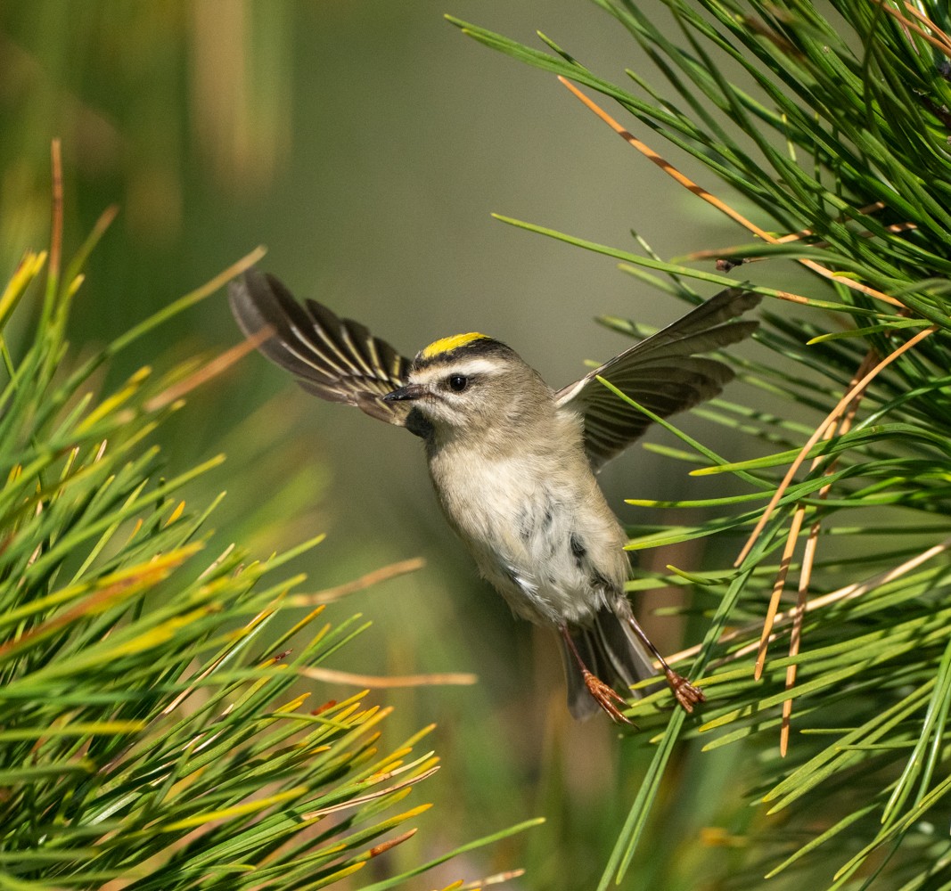 Golden-crowned Kinglet - ML609583352