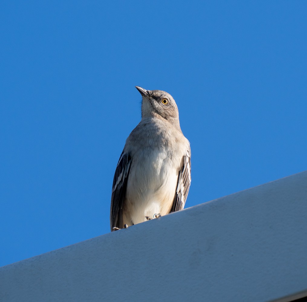 Northern Mockingbird - ML609583360