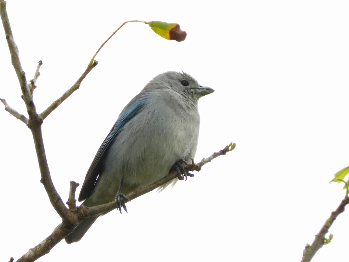 Sayaca Tanager - ML609583365