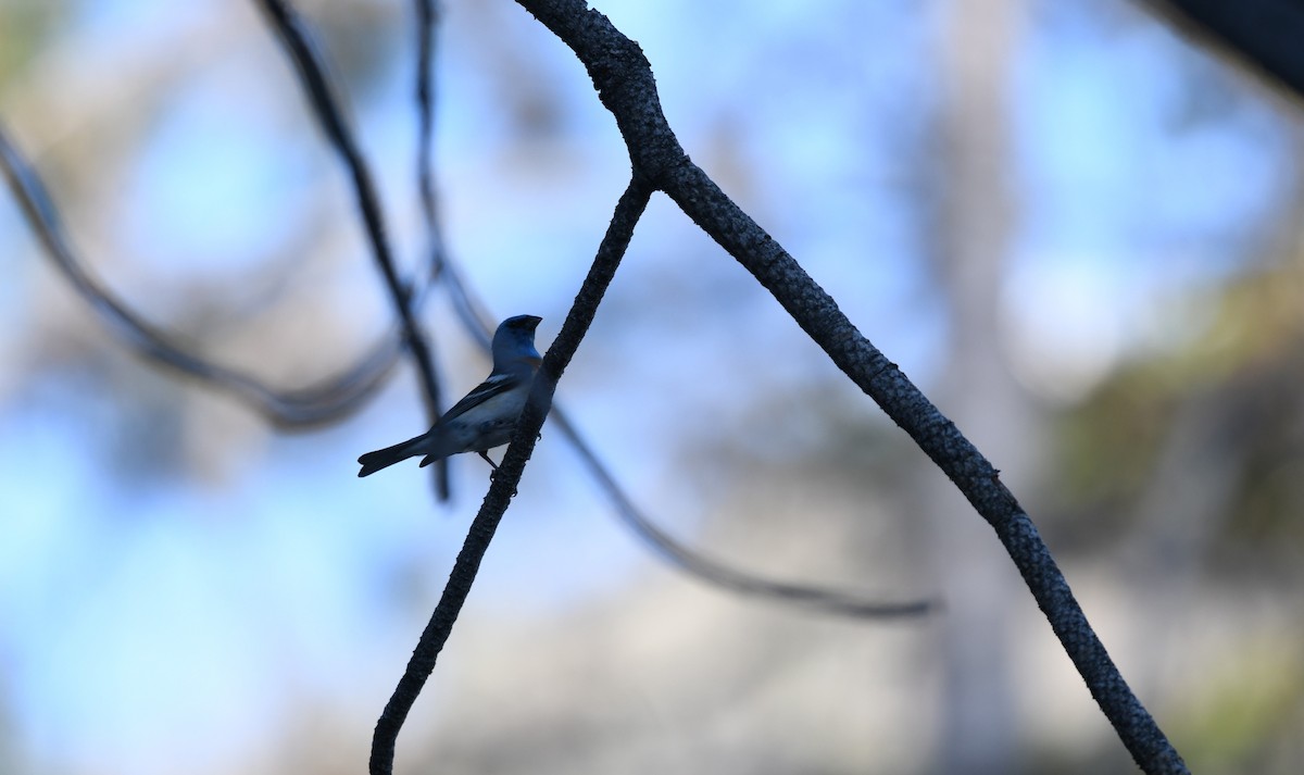 Lazuli Bunting - ML609583413