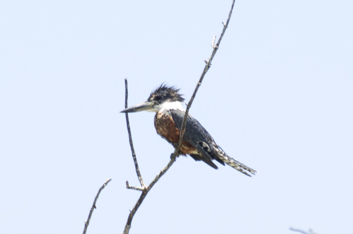 Ringed Kingfisher - ML609583441