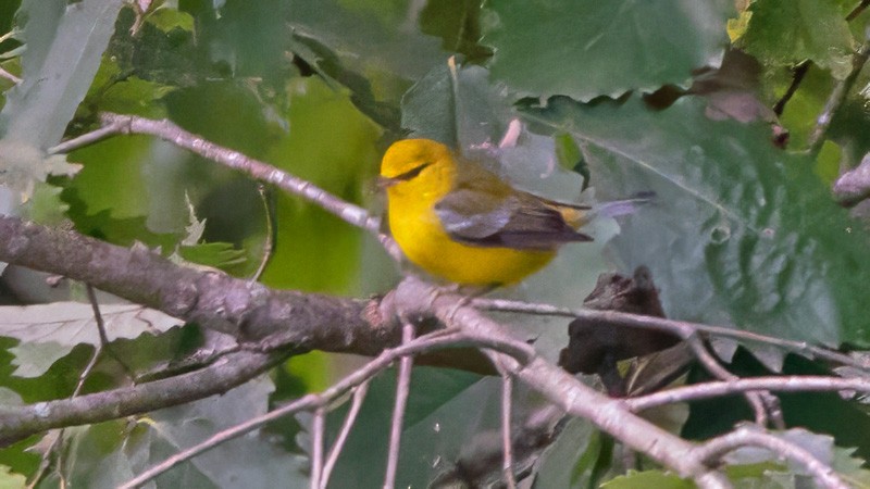 Blue-winged Warbler - ML609583467