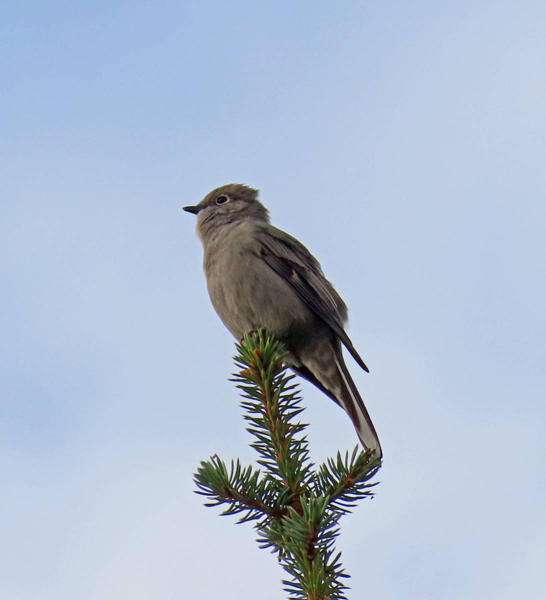 Townsend's Solitaire - ML609583532