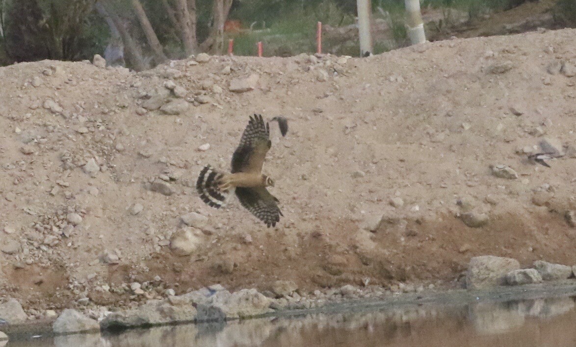 Pallid Harrier - ML609583645