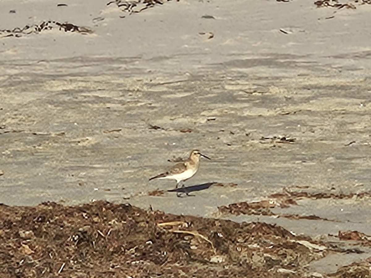 Baird's Sandpiper - ML609583654