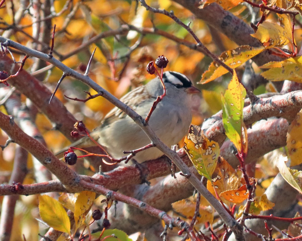 Bruant à couronne blanche (leucophrys/oriantha) - ML609583760