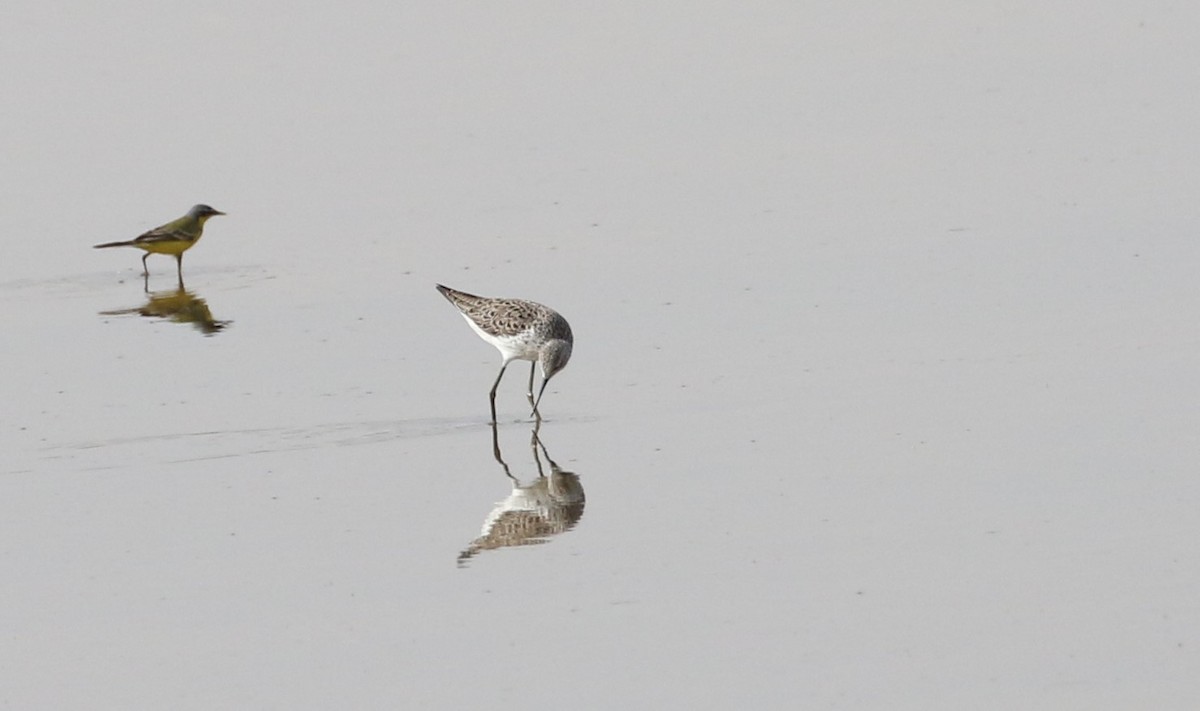 Marsh Sandpiper - ML609583785