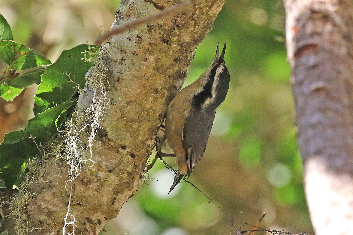 Red-breasted Nuthatch - ML609583788