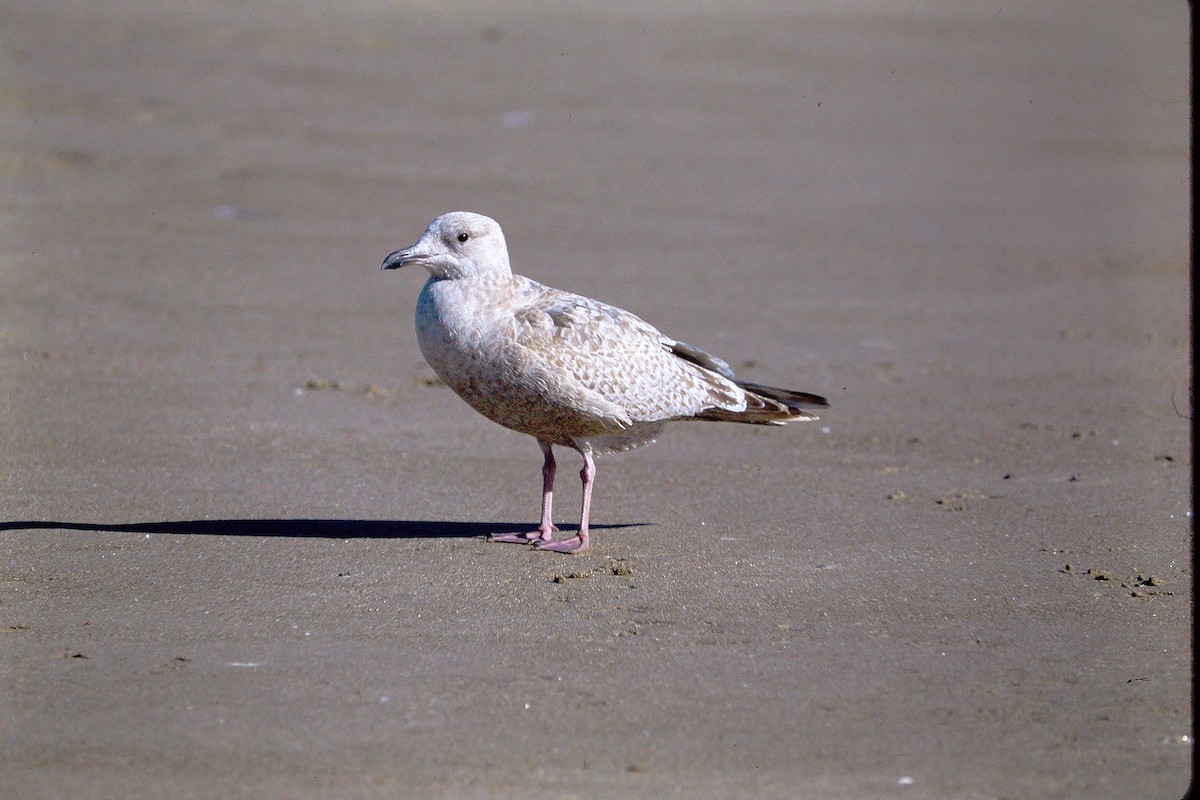 Iceland Gull (Thayer's) - Kimball Garrett