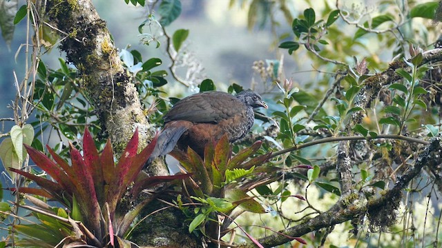 Andean Guan - ML609583824