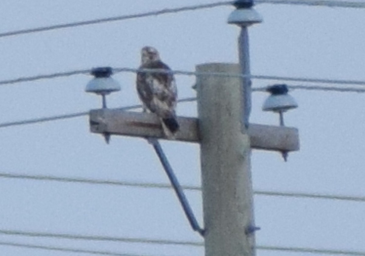 Red-tailed Hawk - ML609583846
