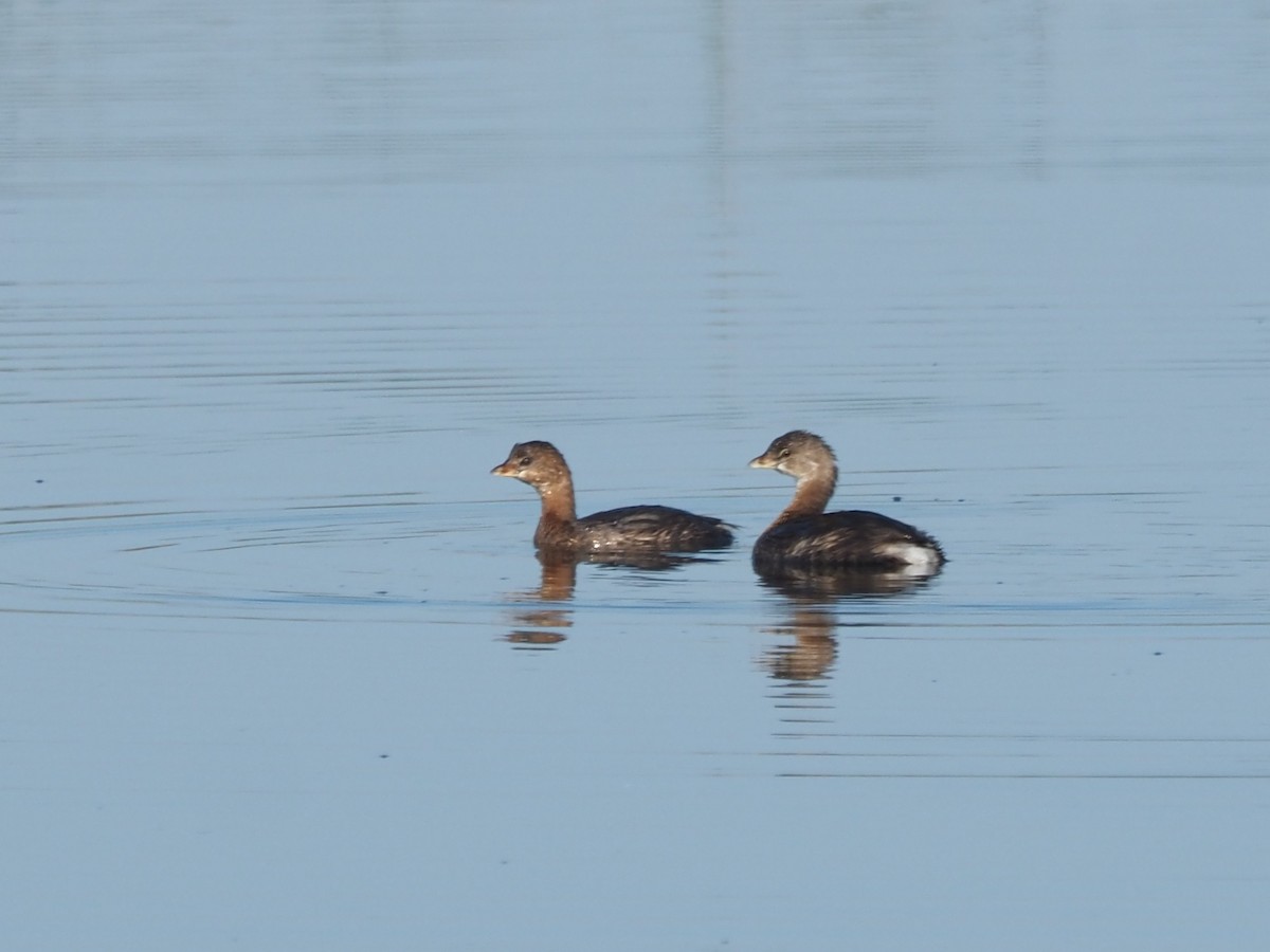 Pied-billed Grebe - ML609583849