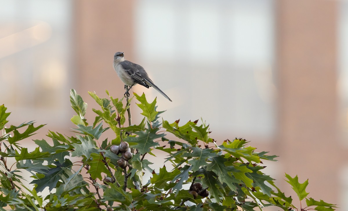 Northern Mockingbird - Richard  Davis