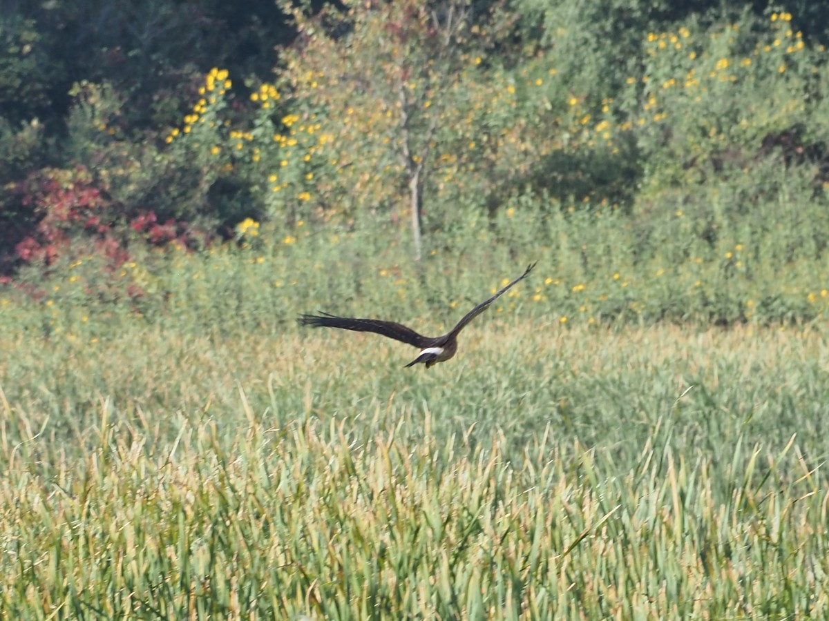 Northern Harrier - John LeClaire