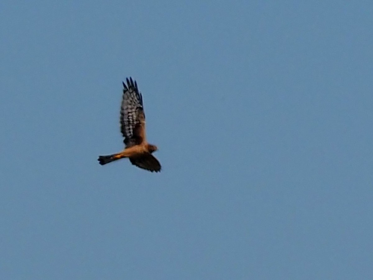 Northern Harrier - ML609583915