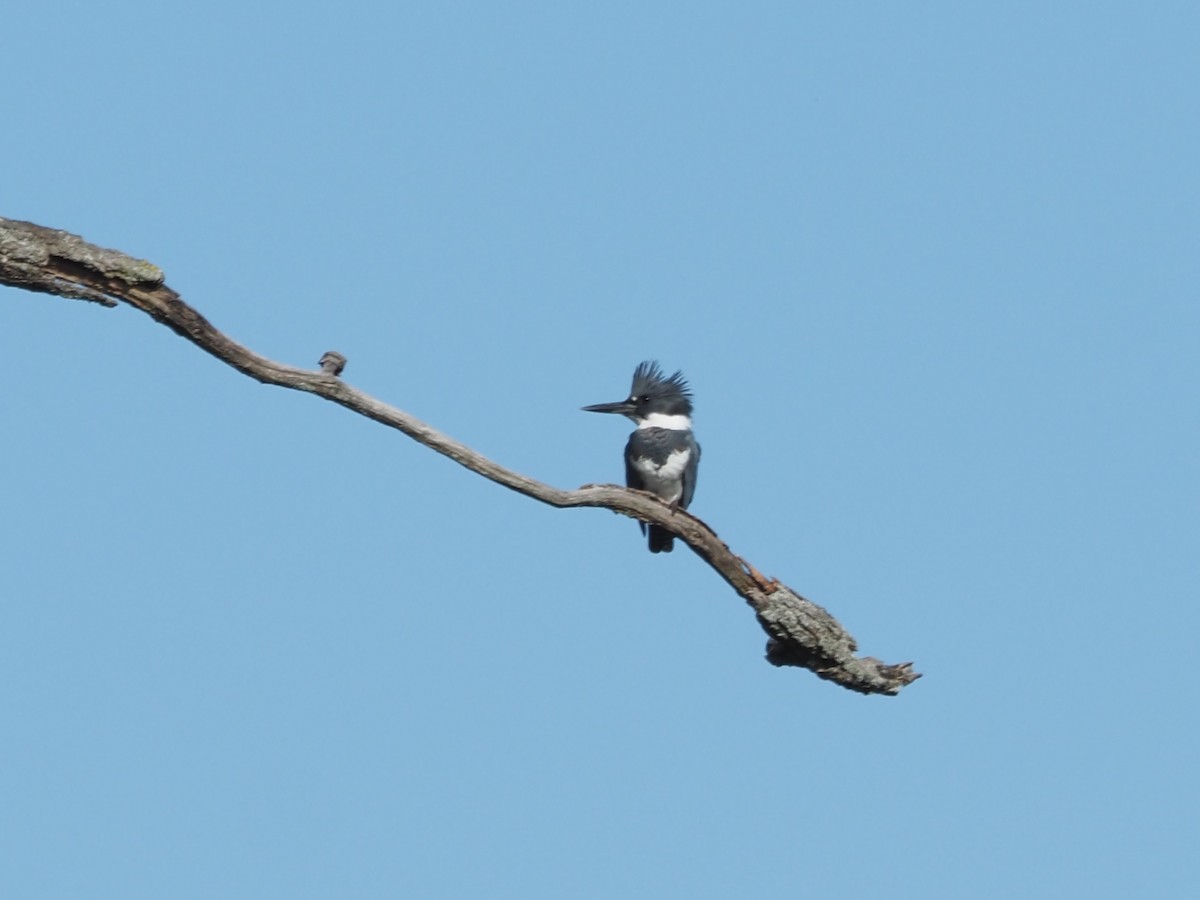 Belted Kingfisher - ML609583928