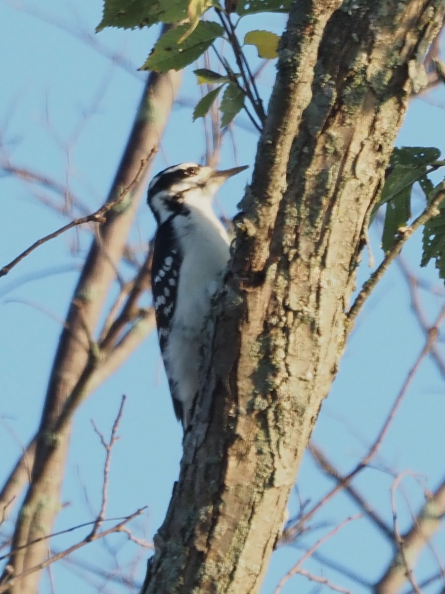 Hairy Woodpecker - ML609583957