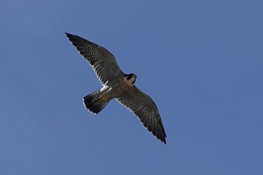 Peregrine Falcon - H.M. Hofling