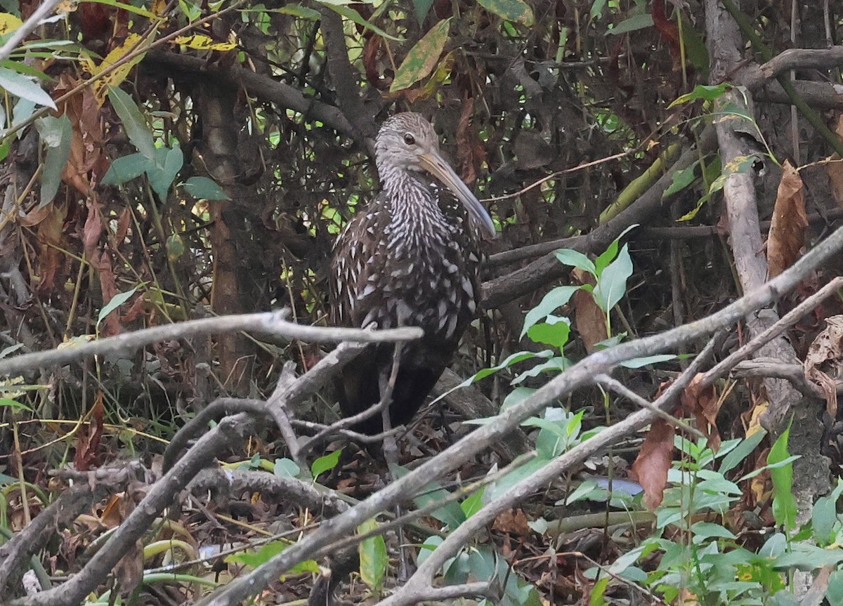 Limpkin - ML609583990