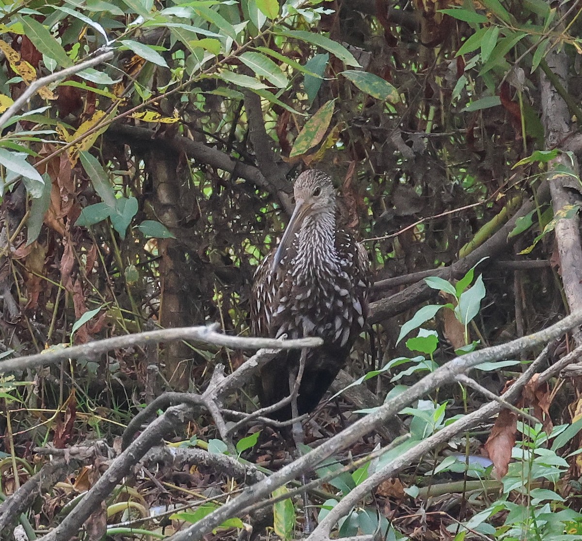 Limpkin - ML609583991