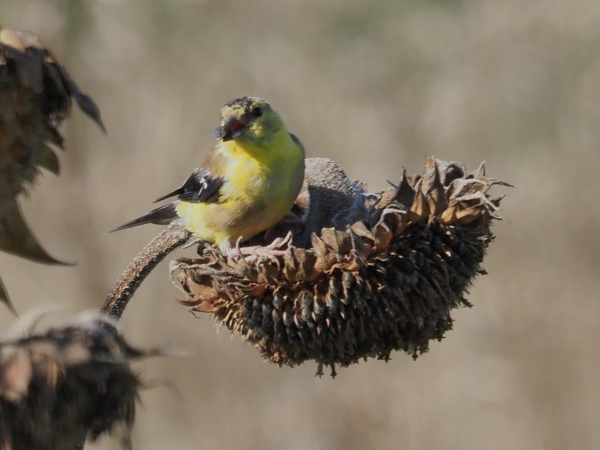 American Goldfinch - ML609584066