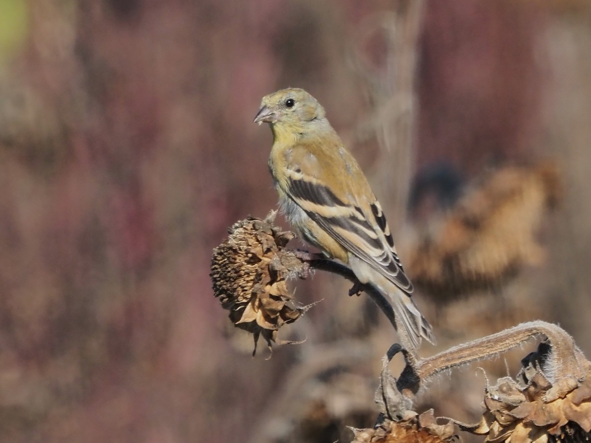 American Goldfinch - ML609584081