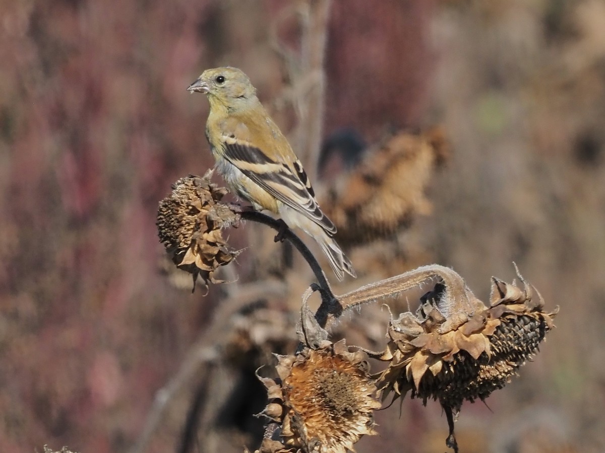 American Goldfinch - ML609584088