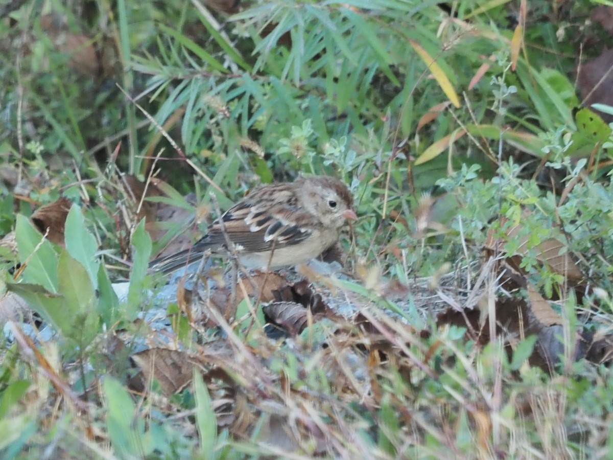 Field Sparrow - ML609584097