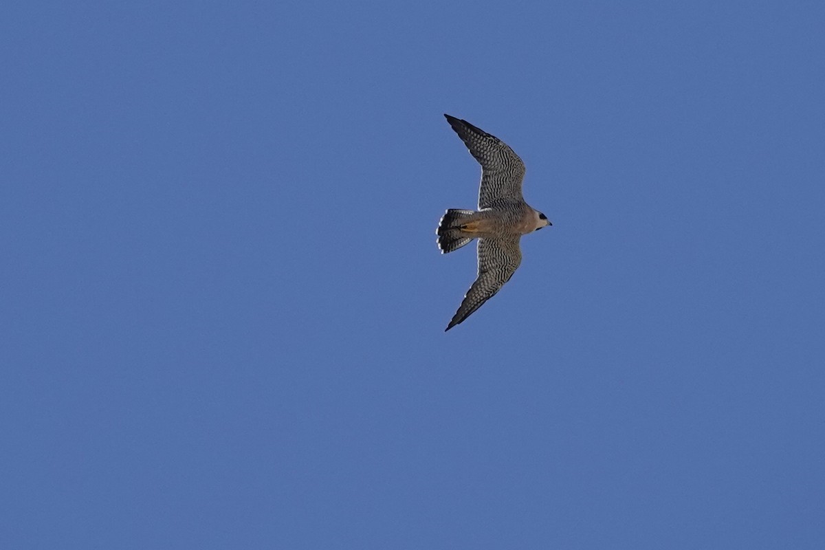 Peregrine Falcon - ML609584100