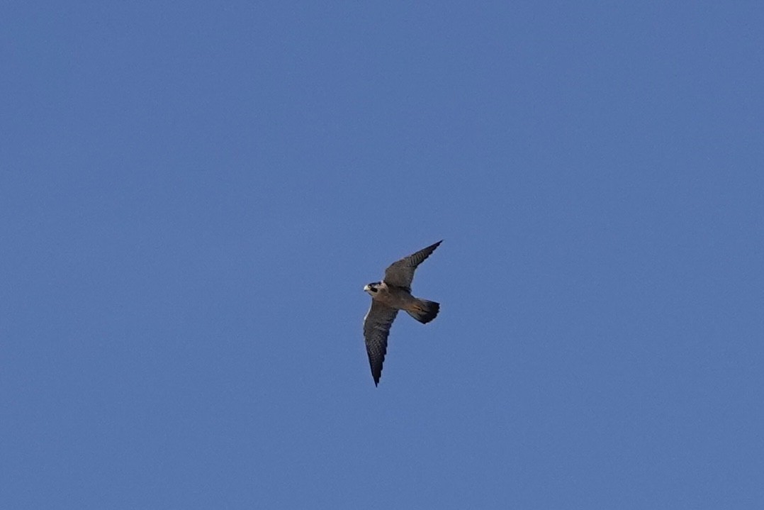 Peregrine Falcon - ML609584101