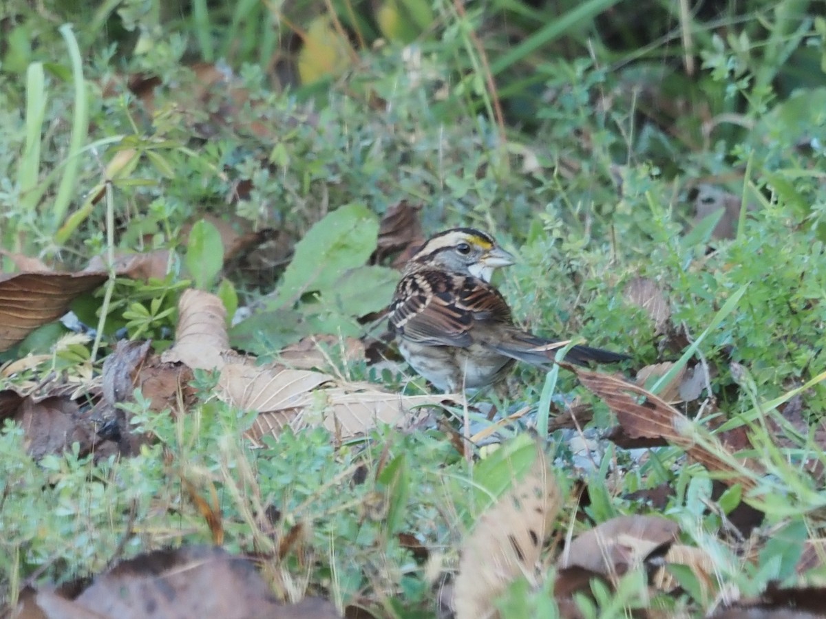 White-throated Sparrow - ML609584125