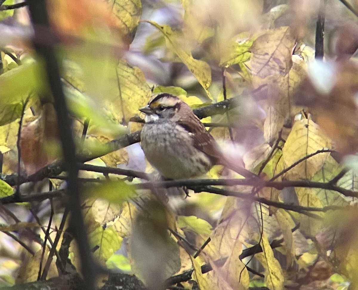White-throated Sparrow - ML609584204