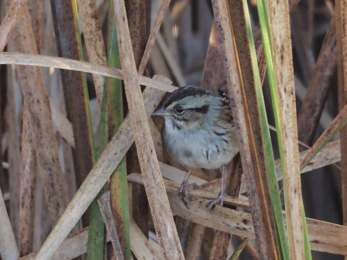 Swamp Sparrow - ML609584218