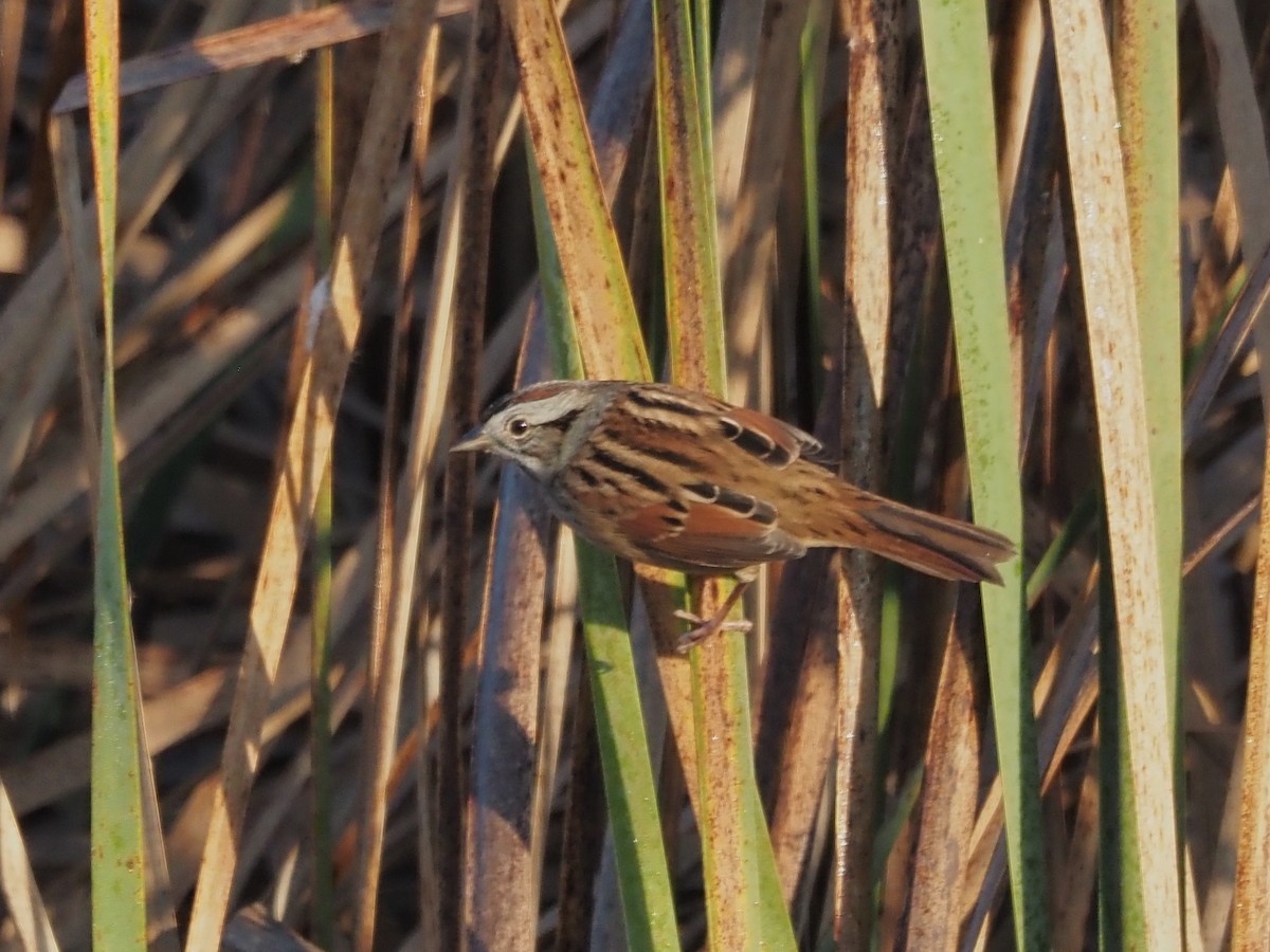 Swamp Sparrow - ML609584240