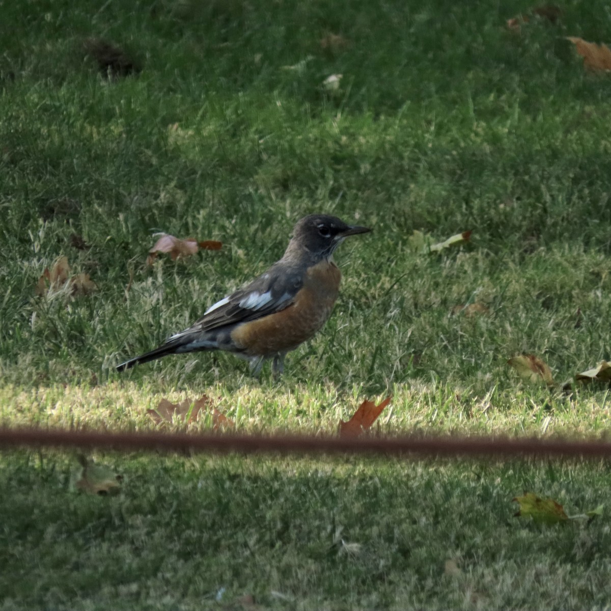 American Robin - ML609584334