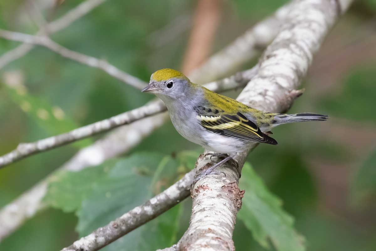 Chestnut-sided Warbler - ML609584335