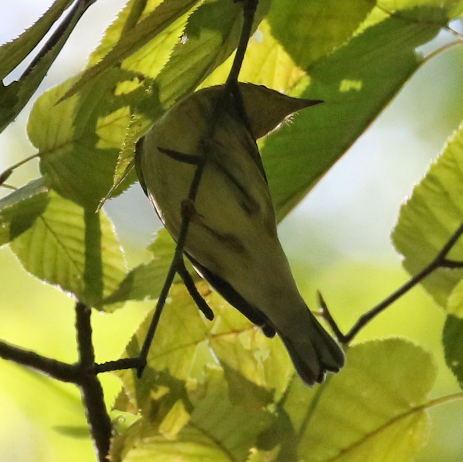 Blackpoll Warbler - ML609584347