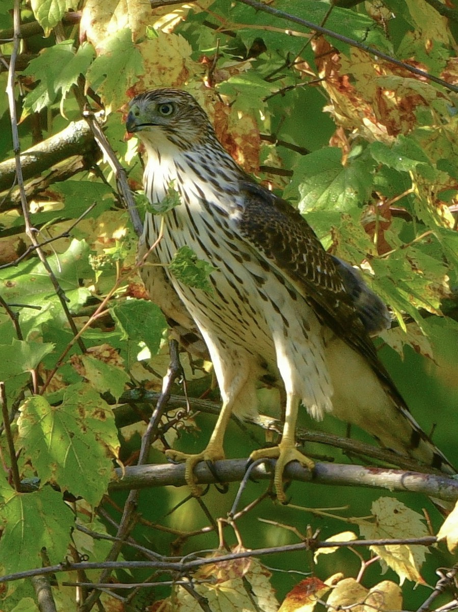 Cooper's Hawk - ML609584352