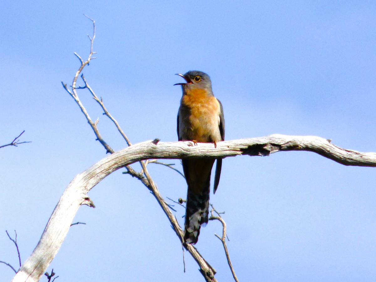 Fan-tailed Cuckoo - Rustom Jamadar