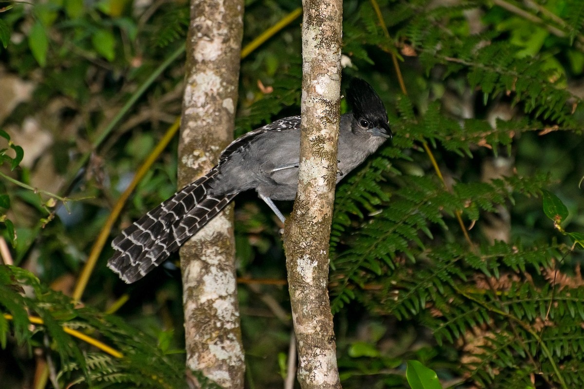 Batará Gigante - ML609584620