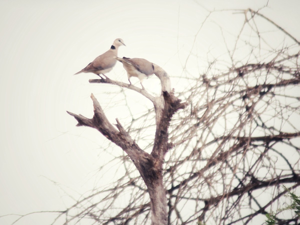 Ring-necked Dove - ML609584770