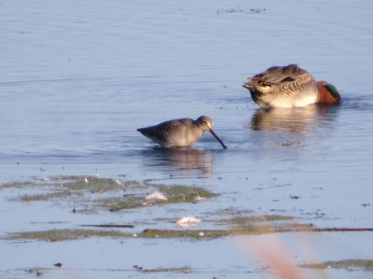 Long-billed Dowitcher - ML609584798