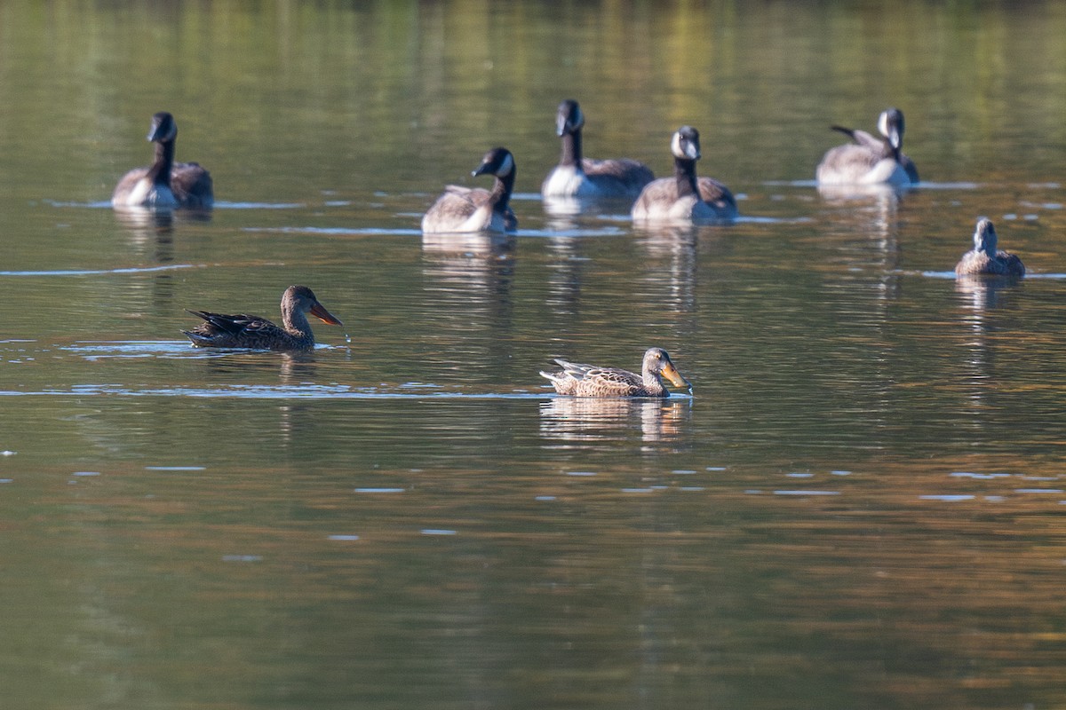 Northern Shoveler - ML609584805