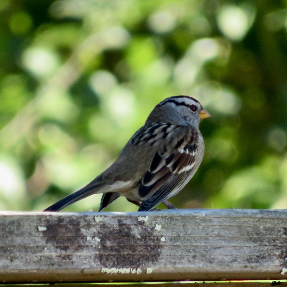 White-crowned Sparrow - ML609584847