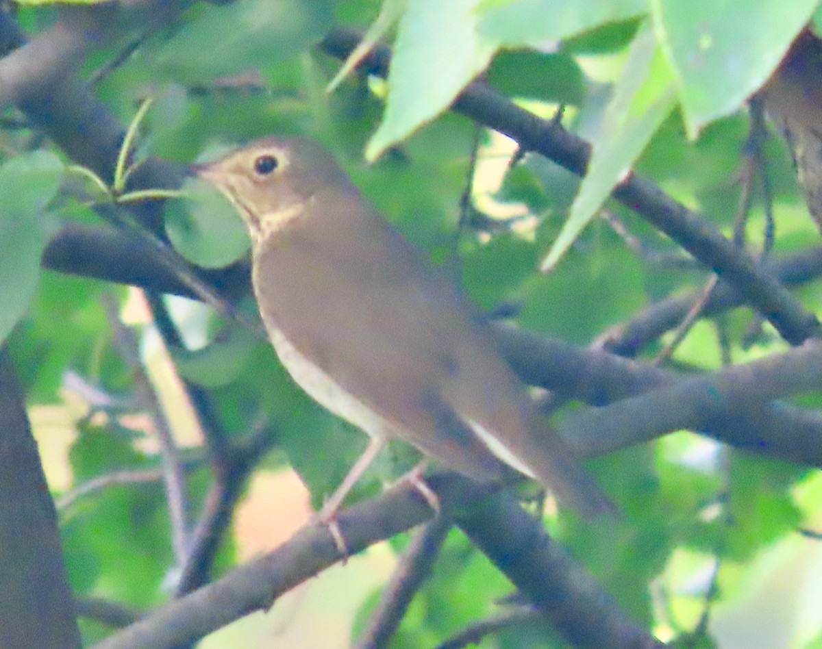 קיכלי זיתני - ML609584911