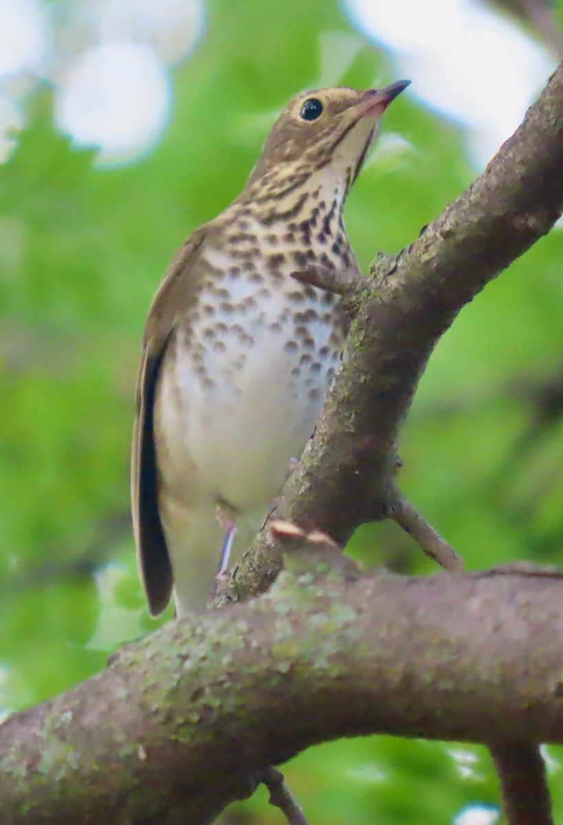 Swainson's Thrush - ML609584926