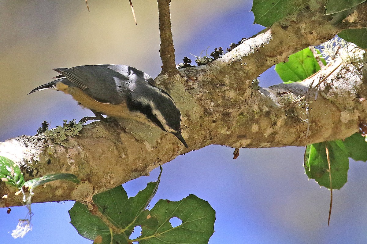 Red-breasted Nuthatch - ML609584933